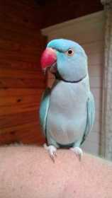 Lost Indian Ringneck Parakeet