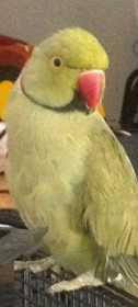 Lost Indian Ringneck Parakeet