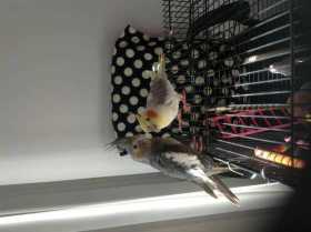 Lost Cockatiel