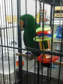 Lost Eclectus