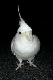 Lost Cockatiel