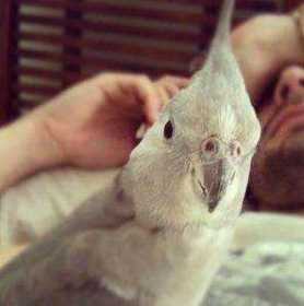 Lost Cockatiel