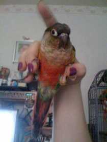 Lost Conure