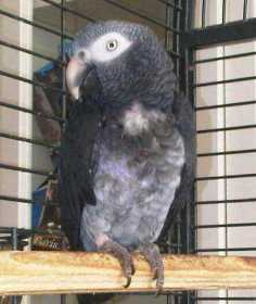 Lost African Grey