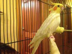 Lost Cockatiel