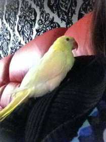 Lost Indian Ringneck Parakeet