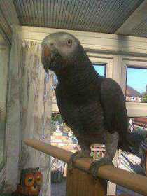 Lost African Grey