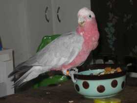 Lost Galah Cockatoo