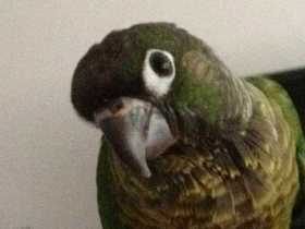 Lost Conure