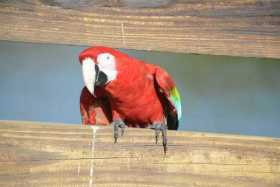 Lost Macaw