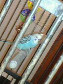 Lost Parakeet