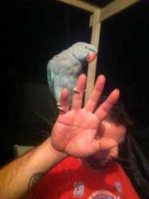 Lost Indian Ringneck Parakeet