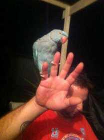 Lost Indian Ringneck Parakeet