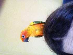 Lost Conure