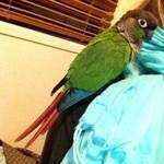 Lost Conure