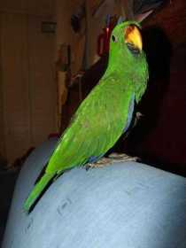 Lost Eclectus