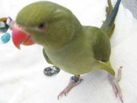 Lost Indian Ringneck Parakeet