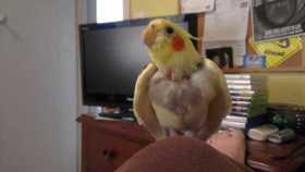 Lost Cockatiel