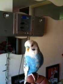 Lost Budgerigar