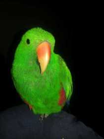 Lost Eclectus