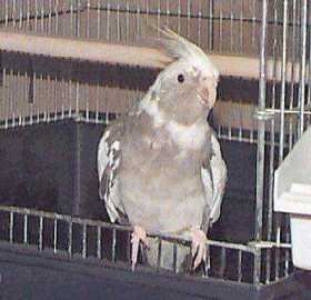 Lost Cockatiel