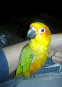 Lost Conure