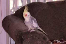 Lost Cockatiel