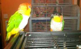 Lost Caique