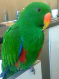 Lost Eclectus