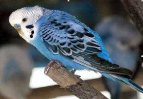 Lost Budgerigar