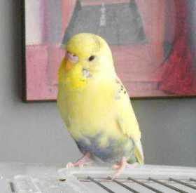 Lost Budgerigar