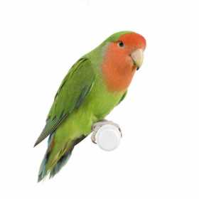 Lost Lovebird