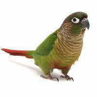 Lost Conure