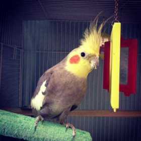 Lost Cockatiel