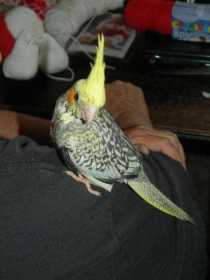 Lost Cockatiel