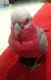 Lost Galah Cockatoo