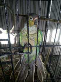 Lost Conure