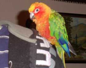 Lost Conure
