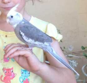 Lost Cockatiel