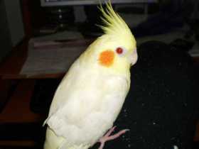 Lost Cockatiel