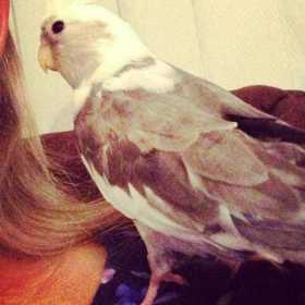 Lost Cockatiel