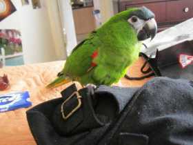 Lost Macaw