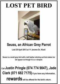 Lost African Grey