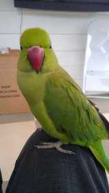 Lost Indian Ringneck Parakeet