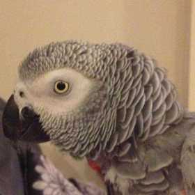 Lost African Grey