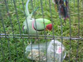 Lost Alexandrine