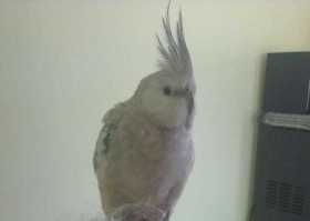 Lost Cockatiel