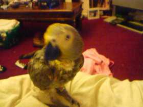 Lost African Grey