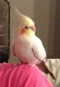 Lost Cockatiel