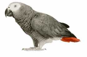 Lost African Grey